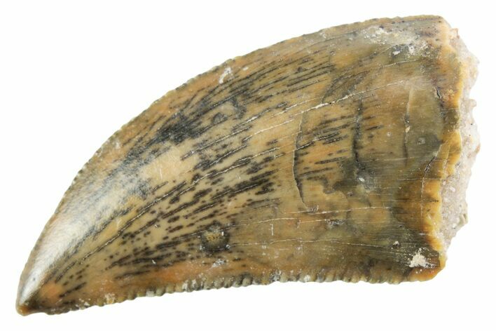 Serrated Raptor Tooth - Real Dinosaur Tooth #364827